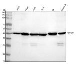 Anti-TMEM43 Rabbit Monoclonal Antibody Boster Bio