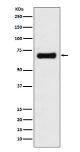 Anti-GRASP65 Rabbit Monoclonal Antibody Boster Bio