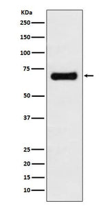 Anti-GRASP65 Rabbit Monoclonal Antibody Boster Bio