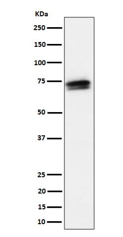 Anti-SSX2IP Rabbit Monoclonal Antibody Boster Bio