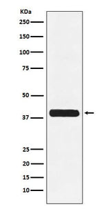 Anti-Glycophorin C GYPC Monoclonal Antibody Boster Bio
