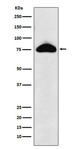 Anti-CD66b Rabbit Monoclonal Antibody Boster Bio