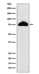 Anti-CD66b Rabbit Monoclonal Antibody Boster Bio