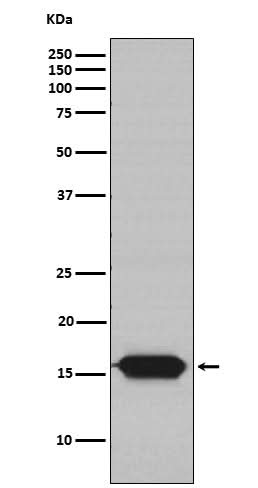 Anti-GRIM19 Rabbit Monoclonal Antibody Boster Bio