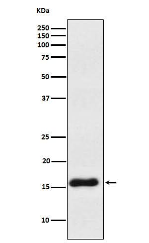 Anti-VAMP1 Rabbit Monoclonal Antibody Boster Bio