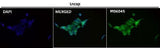 Anti-HoxC6 Rabbit Monoclonal Antibody Boster Bio