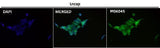 Anti-HoxC6 Rabbit Monoclonal Antibody Boster Bio