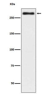Anti-Talin 2 TLN2 Rabbit Monoclonal Antibody Boster Bio