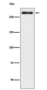 Anti-Talin 2 TLN2 Rabbit Monoclonal Antibody Boster Bio