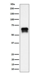 Anti-PCTAIRE1 Rabbit Monoclonal Antibody Boster Bio