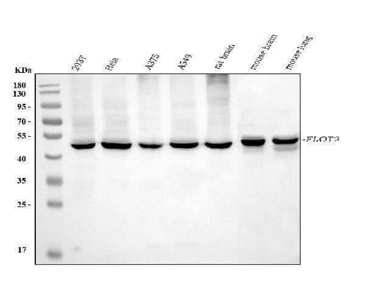 Anti-Flotillin 2 Antibody Picoband® (monoclonal, 4D8A3 Boster Bio
