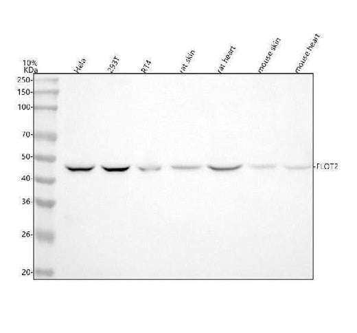 Anti-Flotillin 2 FLOT2 Rabbit Monoclonal Antibody Boster Bio