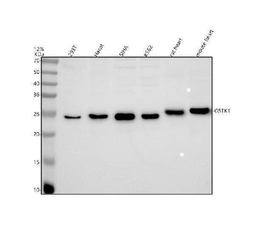 Anti-GSTK1 Rabbit Monoclonal Antibody Boster Bio