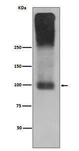 Anti-mGluR2 GRM2 Rabbit Monoclonal Antibody Boster Bio