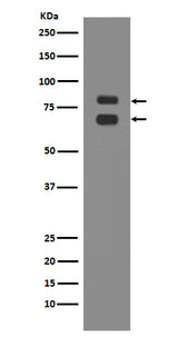 Anti-ASH2L Rabbit Monoclonal Antibody Boster Bio