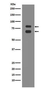 Anti-ASH2L Rabbit Monoclonal Antibody Boster Bio