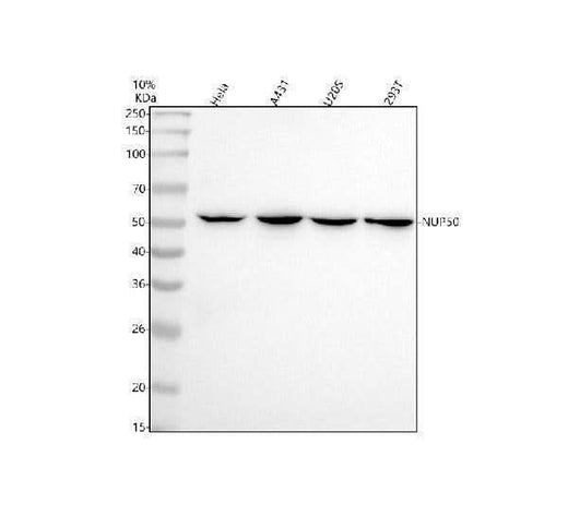 Anti-NUP50 Rabbit Monoclonal Antibody Boster Bio