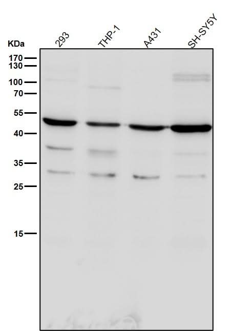 Anti-TROY Rabbit Monoclonal Antibody Boster Bio