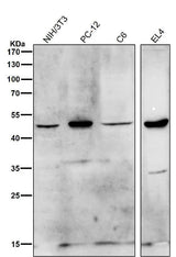 Anti-HDAC11/Histone Deacetylase 11 Rabbit Monoclonal Antibody Boster Bio