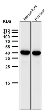 Anti-SEC14L2 / TAP Rabbit Monoclonal Antibody Boster Bio