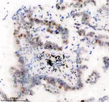 Anti-Histone H1.2 Monoclonal Antibody Boster Bio