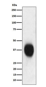 Anti-CD53 Monoclonal Antibody Boster Bio