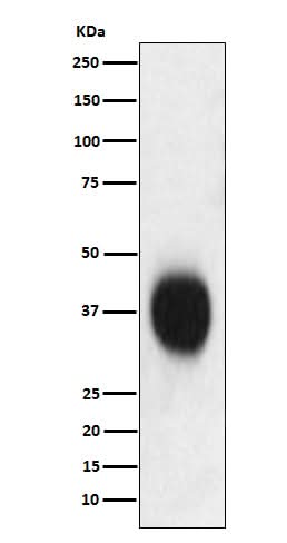 Anti-CD53 Monoclonal Antibody Boster Bio