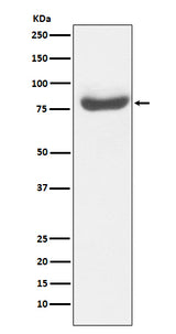 Anti-RAP80 Monoclonal Antibody Boster Bio