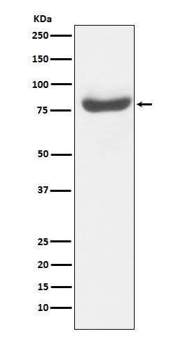 Anti-RAP80 Monoclonal Antibody Boster Bio