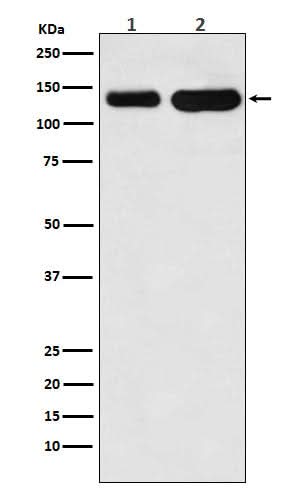 Anti-K-Cadherin-6 CDH6-Monoclonal Antibody Boster Bio