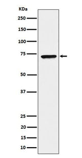 Anti-CTP synthase / CTPS Rabbit Monoclonal Antibody Boster Bio