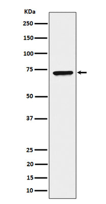 Anti-CTP synthase / CTPS Rabbit Monoclonal Antibody Boster Bio