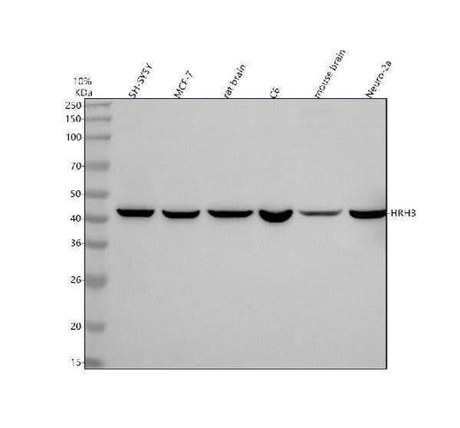 Anti-HRH3 Rabbit Monoclonal Antibody Boster Bio