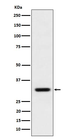Anti-BCL2L12 Rabbit Monoclonal Antibody Boster Bio