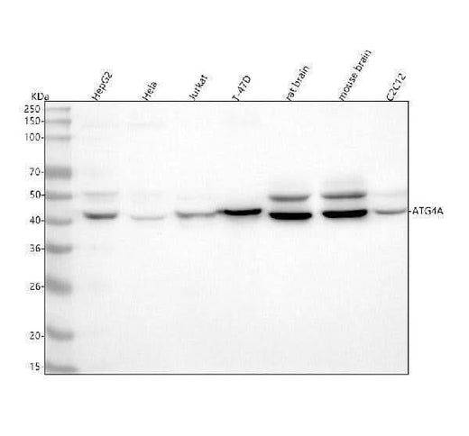 Anti-Atg4A Monoclonal Antibody Boster Bio