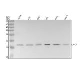 Anti-LMO4 Rabbit Monoclonal Antibody Boster Bio