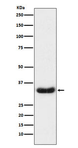 Anti-LEFTY1 + LEFTY2 Rabbit Monoclonal Antibody Boster Bio