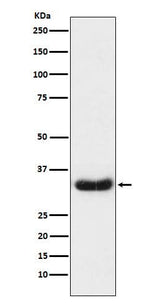 Anti-LEFTY1 + LEFTY2 Rabbit Monoclonal Antibody Boster Bio