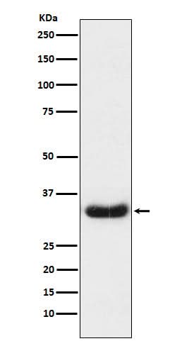 Anti-LEFTY1 + LEFTY2 Rabbit Monoclonal Antibody Boster Bio
