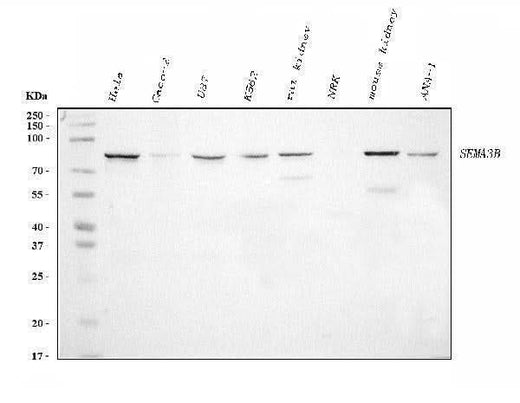 Anti-Semaphorin 3B/SEMA3B Antibody Picoband® (monoclonal, 9C4F7 Boster Bio