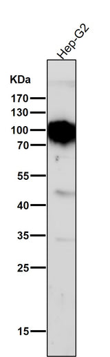 Anti-TGN46 Rabbit Monoclonal Antibody Boster Bio