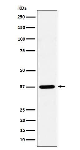Anti-Syntaxin 16 Rabbit Monoclonal Antibody Boster Bio