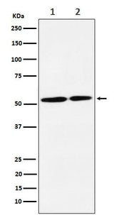 Anti-NRG3 Rabbit Monoclonal Antibody Boster Bio