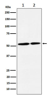 Anti-NRG3 Rabbit Monoclonal Antibody Boster Bio