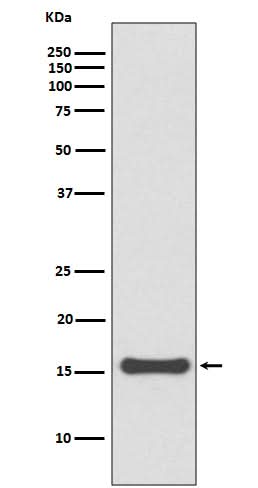 Anti-SUMO4 Rabbit Monoclonal Antibody Boster Bio