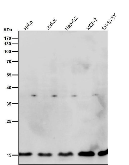 Anti-Histone H3.3 H3F3A Rabbit Monoclonal Antibody Boster Bio