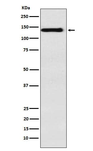 Anti-Integrin alpha 9 Rabbit Monoclonal Antibody Boster Bio