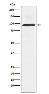 Anti-Dynamin 3 Rabbit Monoclonal Antibody Boster Bio