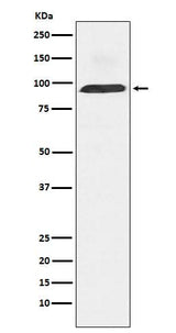 Anti-Dynamin 3 Rabbit Monoclonal Antibody Boster Bio