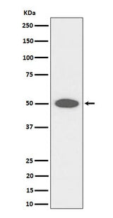 Anti-CEP43 Rabbit Monoclonal Antibody Boster Bio